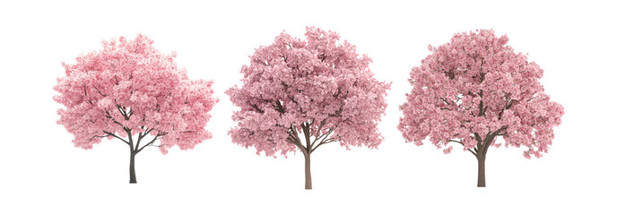 Wall Mural - Set of pink cherry blossom trees isolated on transparent background