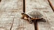 © labirint - Turtle on wooden deck, close-up. Wildlife