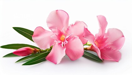 Poster - oleander nerium in spring isolated on white clipping path