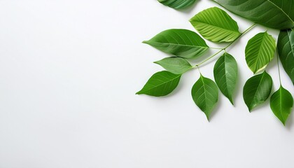 Wall Mural - green leaves on a white backdrop