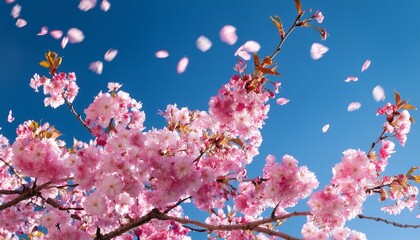 Poster - close up of vibrant pink cherry blossoms against a clear blue sky with petals gently falling capturing the delicate beauty of spring