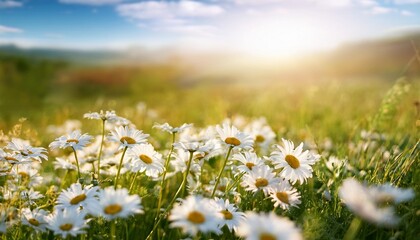 Wall Mural - sunny spring field vibrant camomile flowers under the sun