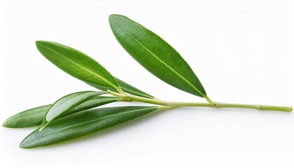 Wall Mural - olive tree twigs with fresh green leaves isolated on white clipping