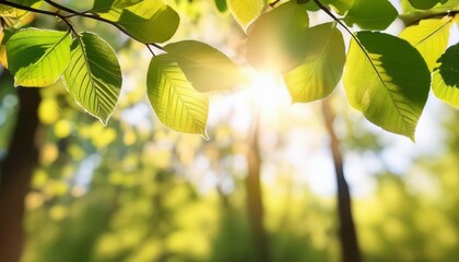 Wall Mural - sun beams and fresh spring leaves