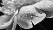 © Lucia - shiny raindrops on peony petal gentle airy artistic image with soft focus black and white image