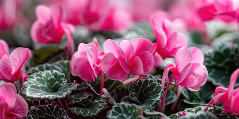 Poster - Close up of Cyclamen foliage with no blooms