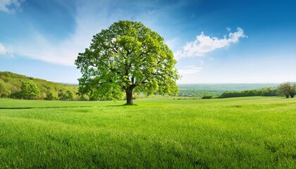 Wall Mural - pring meadow with big tree with fresh green leaves