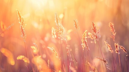 Wall Mural - Golden Hour Grass