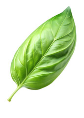 Basil leaves isolated on transparent background png