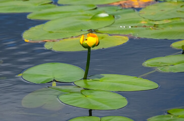 Wall Mural - dragonfly on water lily leaf in the pond