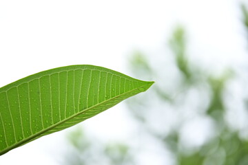 Wall Mural - beautiful green leaf texture in springtime, water drop on frangipani leaves