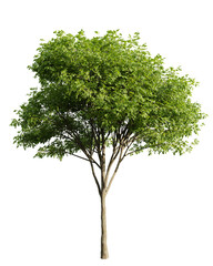Poster - a tall, lush tree with a thick canopy of green leaves on transparent background.3d rendering