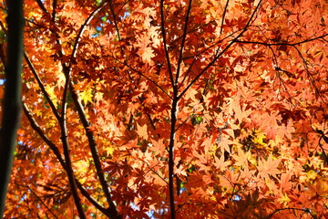 大町公園　もみじ山の赤いもみじと美しい紅葉（大町自然観察園）　背景素材　コピースペースあり　（千葉県市川市）