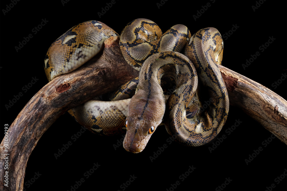 Snake Python Reticulatus python reticulatus isolated on black, non-venomous snake, ular sanca ...