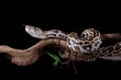 © Agus Gatam - Python molurus bivittatus isolated on black