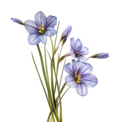 Blue Eyed Grass Isolated on White Background. Beautiful Blue Eyed Grass Flower