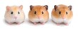 © ruangrit19 - Adorable Syrian Hamsters Posing on White Background