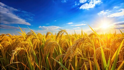 Poster - Golden organic rice field with ripe sheaves under clear blue sky, Organic, Rice, Field, Agriculture, Harvest, Golden, Ripe