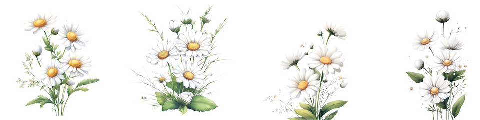 Wall Mural - Delicate White Daisies Floral Clipart for Designs isolated on transparent background