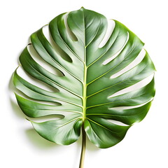 Wall Mural - Monstera leaf close up on white background isolated. Botanical  poster, floral card.