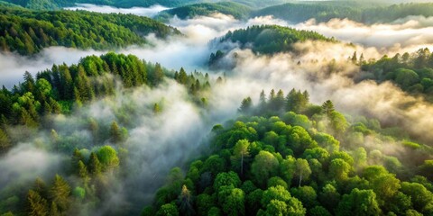 Wall Mural - Aerial view of misty woods with lush green trees and fog rolling in , misty, woods, forest, aerial view, nature, trees