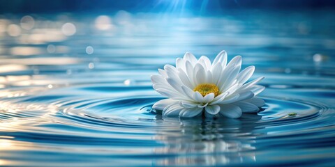 Poster - Beautiful white flower floating in clear water, flower, water, nature, serene, calm, tranquil, peaceful, beauty, blossom, aquatic