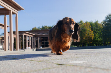 Small red dachshund looking ahead, beautiful longhaired dog standing in garden on stone pathway at sunny day