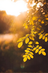 Wall Mural - Beautiful blurred autumn background with yellow-gold leaves in the rays of sunlight on a dark natural background.
