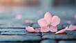 © cloud7days - Fallen blossom on cobblestone walkway, symbolizing fragility of nature.