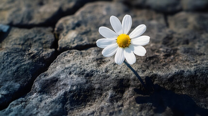 Wall Mural - A single daisy blooming on a rocky surface.