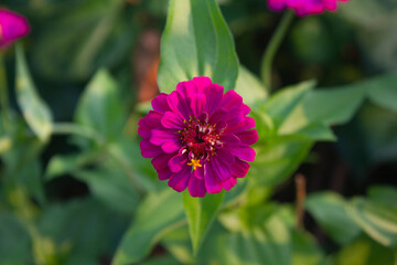 Wall Mural - 
A close-up of a purple zinnia.