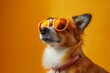 © dima040293 - Stylish dog in orange sunglasses poses against a bright yellow background