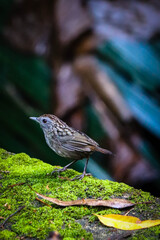 Wall Mural - portrait of streaked wren babbler in cold morning at Fraser Hill Malaysia