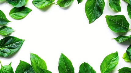 Wall Mural - Green leaf border on white background symbolizing ecology or health