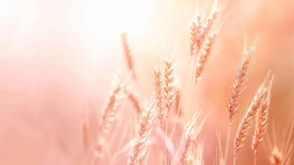 Leinwandbilder - A modern and colorful horizontal header design featuring tan, taupe and wheat. Graphic with space for text or image. Can be used as a header.