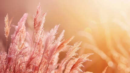 Leinwandbilder - A modern and colorful horizontal header design featuring tan, taupe and wheat. Graphic with space for text or image. Can be used as a header.