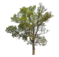 tree isolated on transparent background with clipping path and alpha channel.