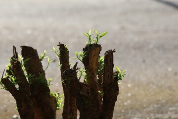 Poster - The rebirth of trees in tropical forests in Thailand