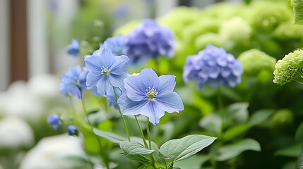 Poster - Beautiful blue flowers amidst lush green foliage in a garden setting.