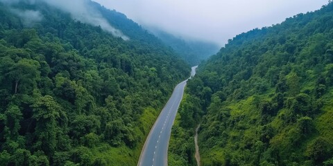 Wall Mural - Road through forest from above