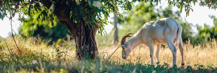 Canvas Print - Horned white goat feeding beneath a tree in a farm habitat, capturing the spirit of agricultural life.