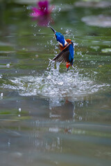 Kingfishers in a park in Ho Chi Minh City, Vietnam