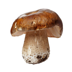 [Transparent Background PNG]Fresh White Mushroom on White Background