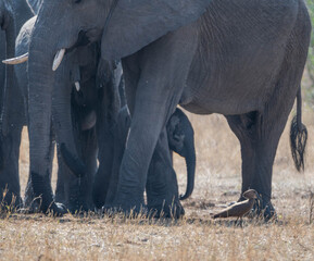 Poster - African Elephants