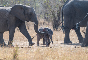 Poster - African Elephants