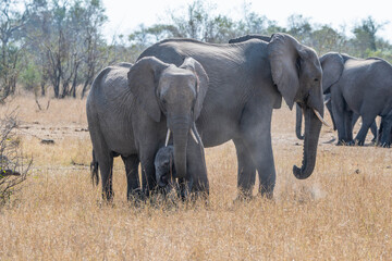 Wall Mural - African Elephants