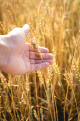 Person touching wheat crop in field