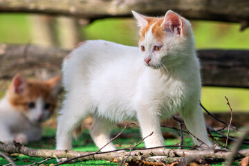 Cute orange white kitten. Cats playing in the garden.the cat between the boards. İzmit, Türkiye.