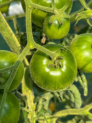 Growing tomatoes in a garden at home under a plastic tent. Unripe green tomatoes on the bush close-up