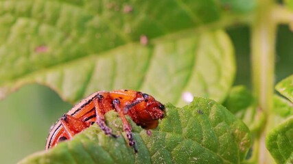 Wall Mural - Closeup of Colorado potato beetle eating potato plant leaves